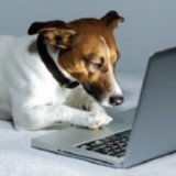 Un nouvel anti-stress en entreprise : le chien !